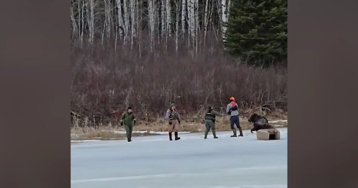‘Dangerous situation’: Manitoba man, conservation officers free moose trapped in ice - CTV News