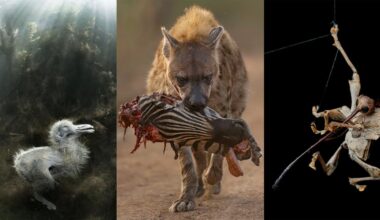 A collage of three photos: a bird chick underwater, a hyena carrying a zebra leg in its mouth, and an insect hanging from a thread, raising one leg.