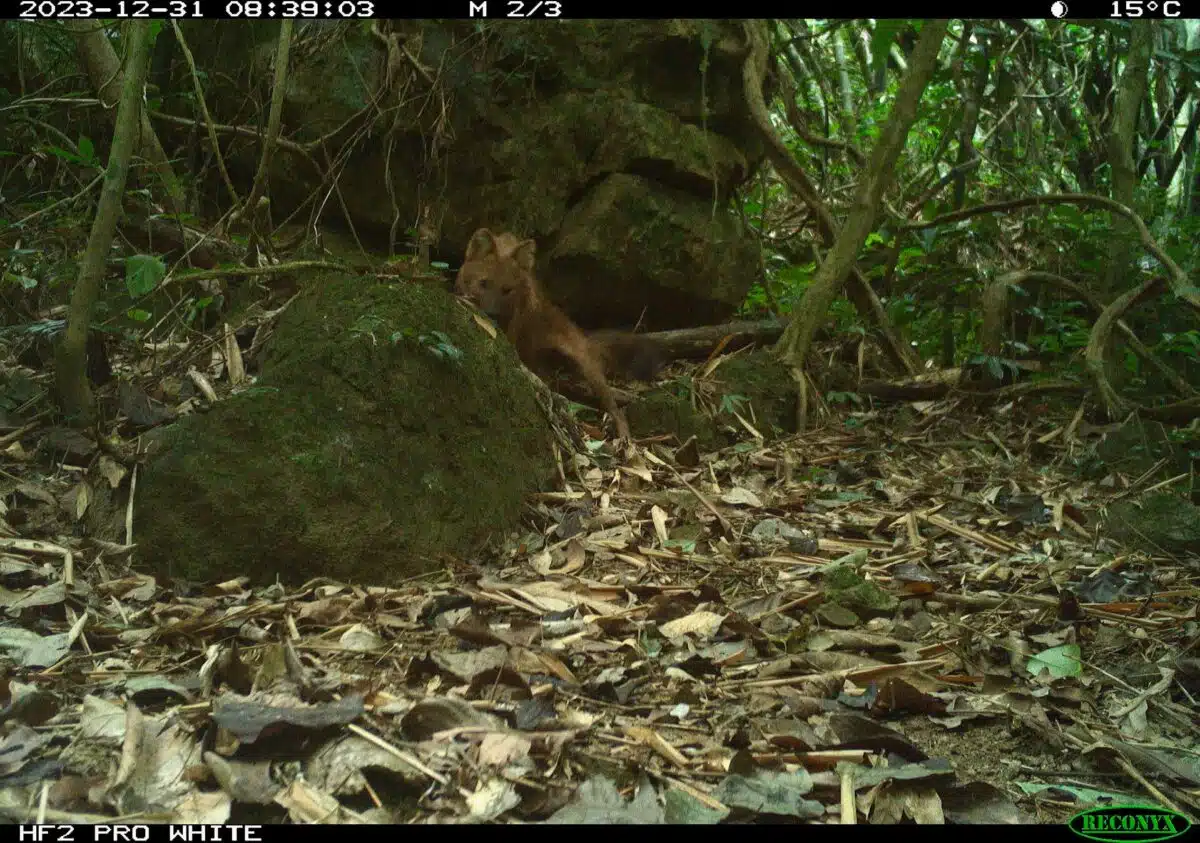 Camera Trap Photograph Of A Dhole Cuon Alpinus In Pu Hoat Nature Reserve, Nghe An Province, North Central Vietnam