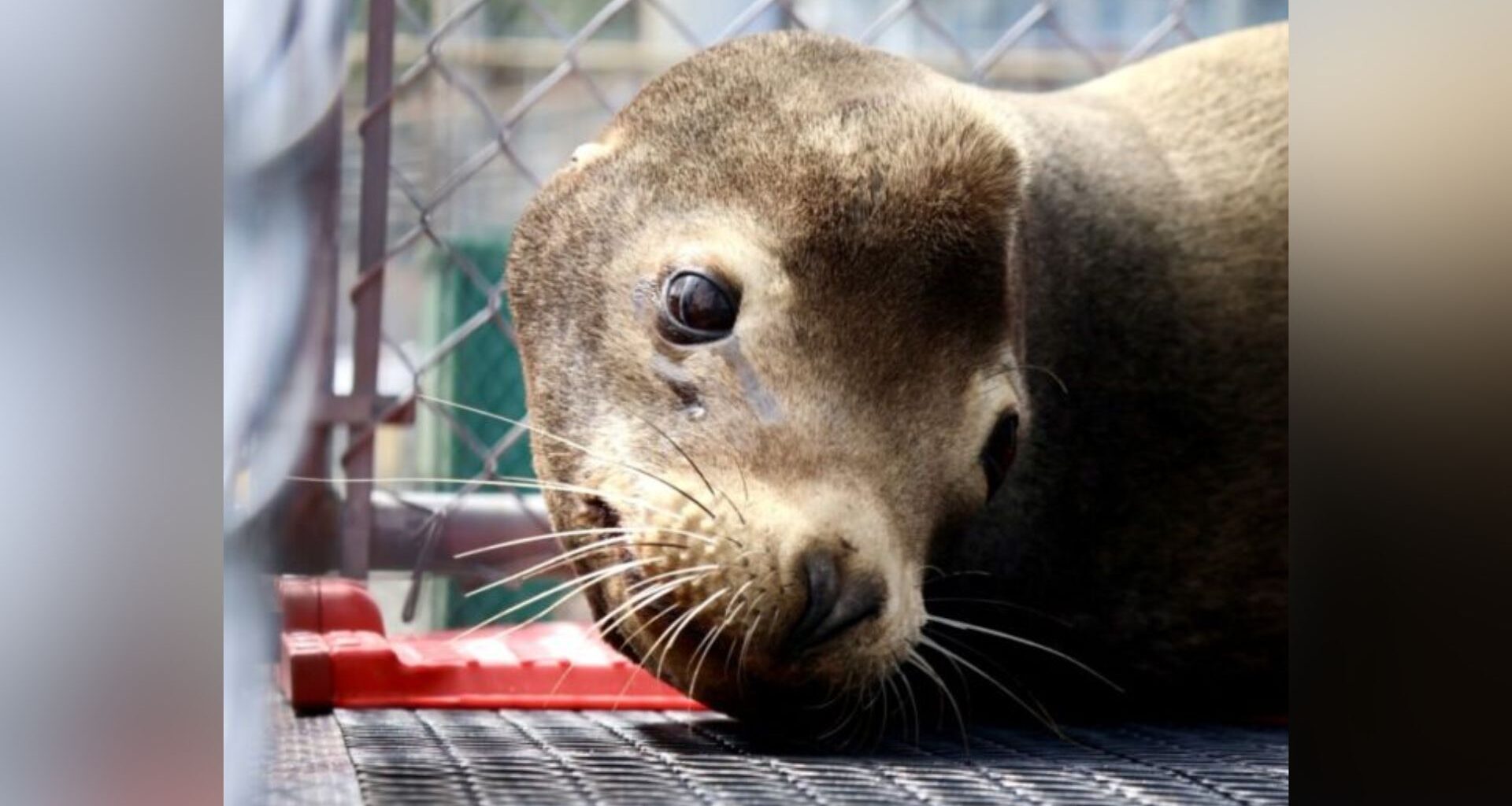 'Lethargic, weak and severely underweight' sea lion rescued from Qualicum Beach