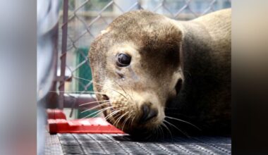 'Lethargic, weak and severely underweight' sea lion rescued from Qualicum Beach