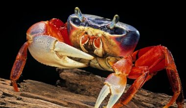 Evolution Keeps Making Crabs – But a Key Feature Has Only Evolved Once : ScienceAlert