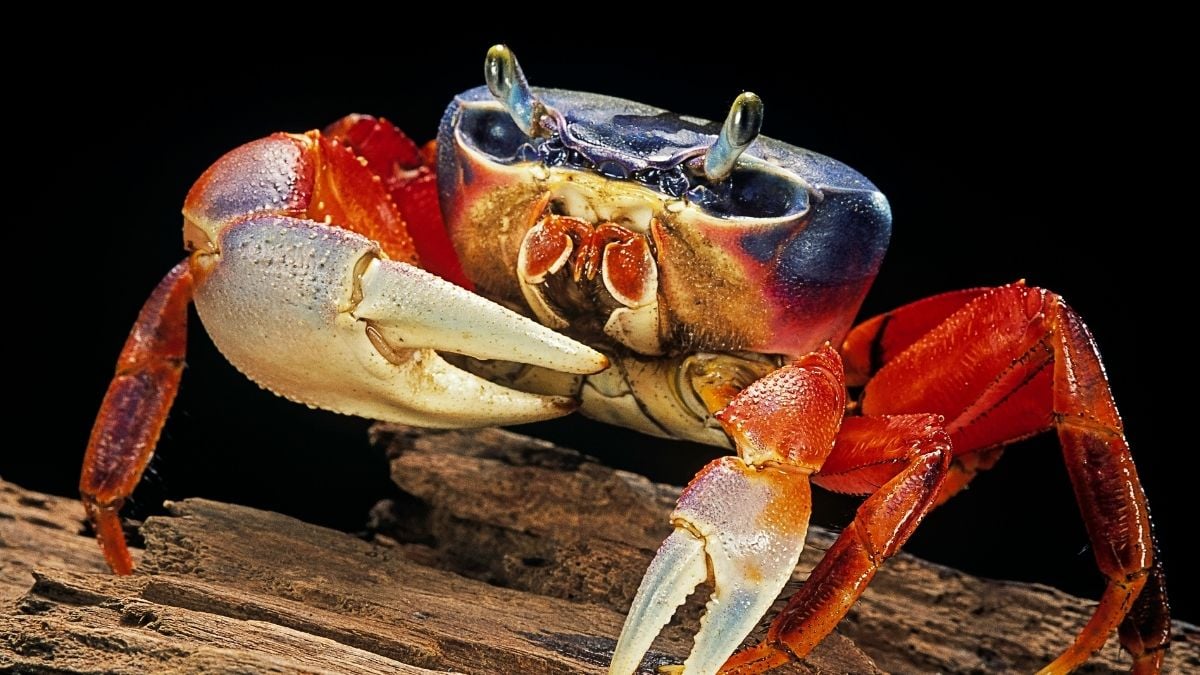 Evolution Keeps Making Crabs – But a Key Feature Has Only Evolved Once : ScienceAlert