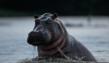 Colombians are divided over the euthanizing of hippos linked to Pablo Escobar