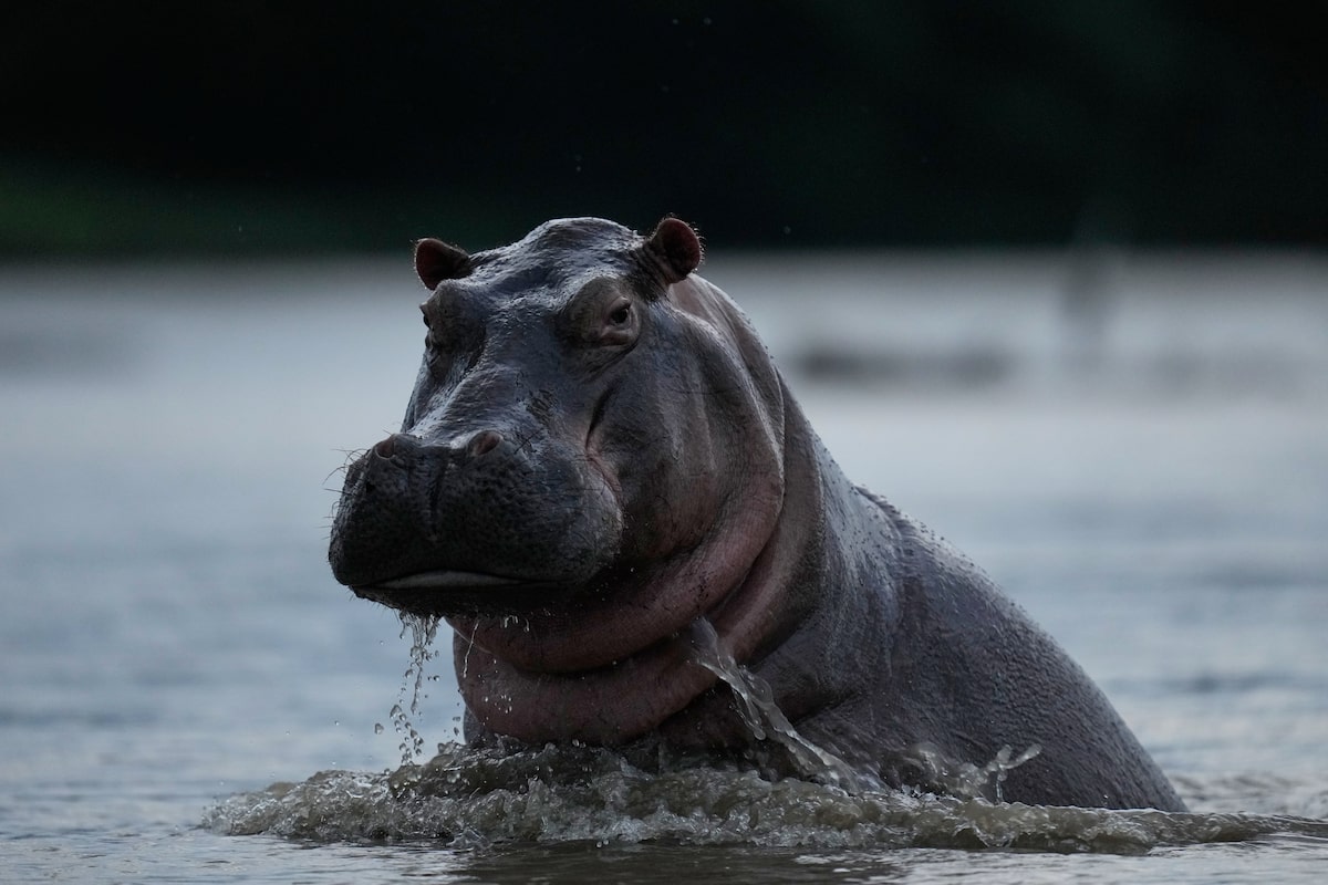 Colombians are divided over the euthanizing of hippos linked to Pablo Escobar