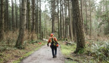In Vancouver’s Stanley Park, clearing dead trees ignites a fiery debate