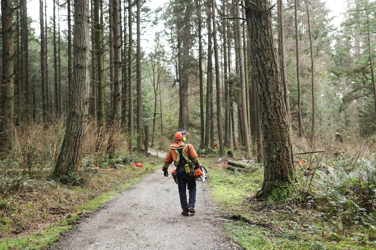In Vancouver’s Stanley Park, clearing dead trees ignites a fiery debate