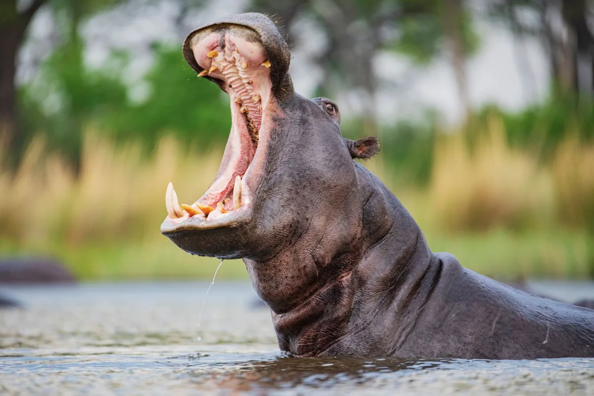 Hippo