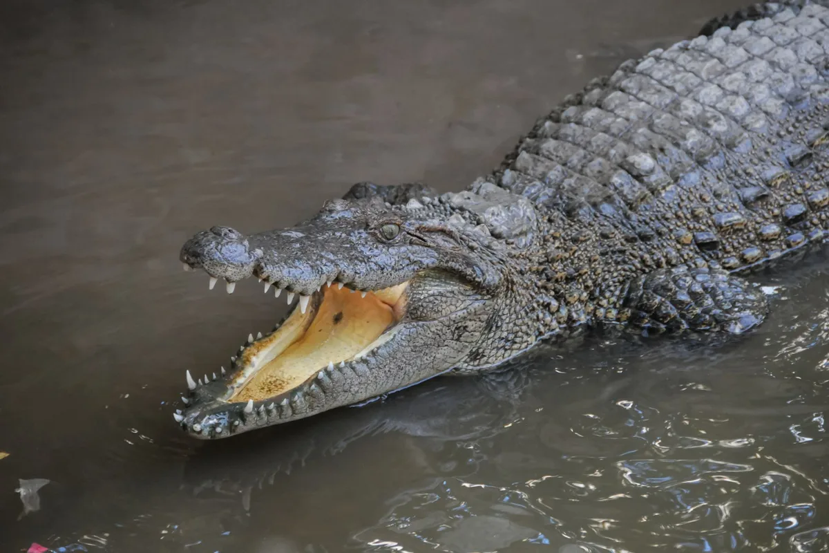 Crocodile