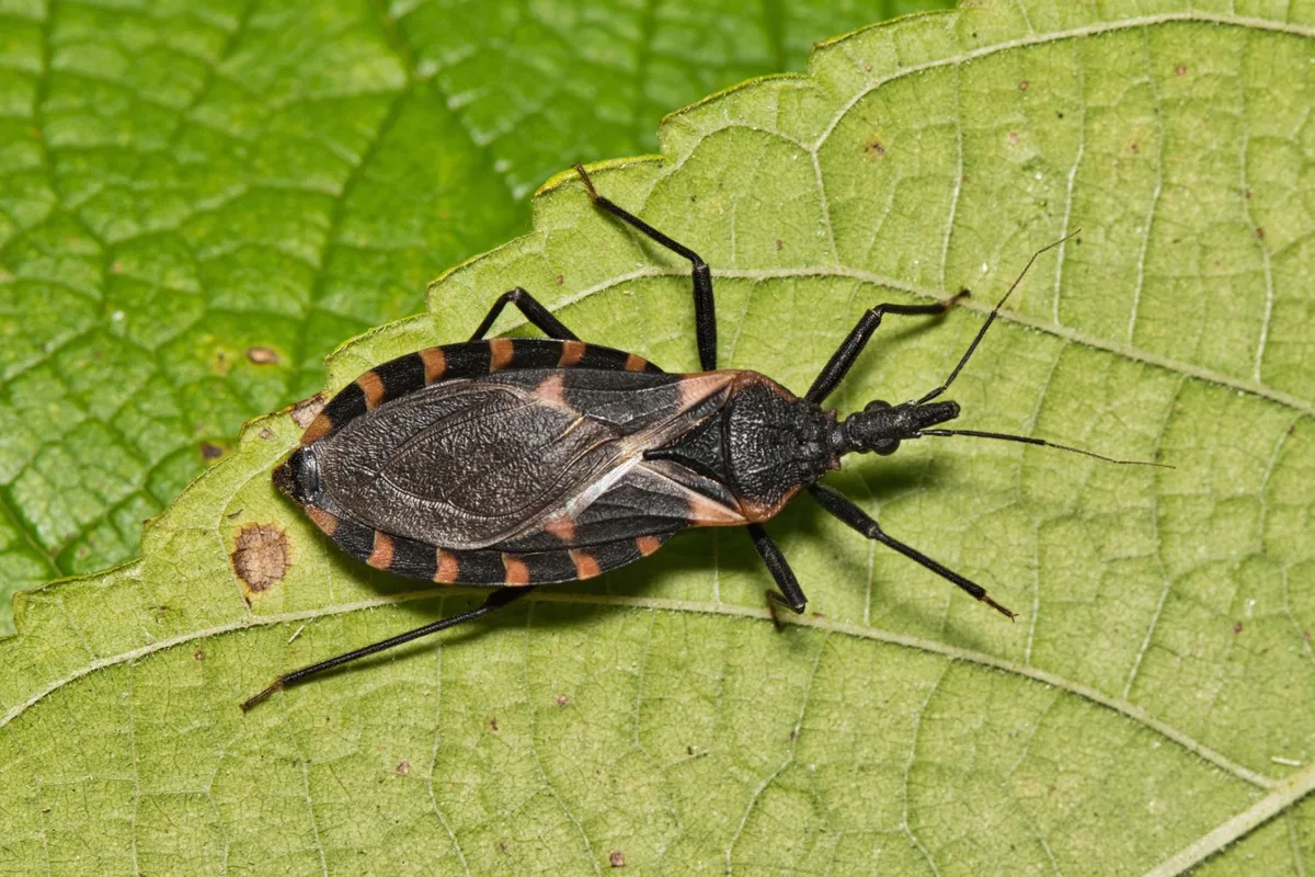 Assassin bug