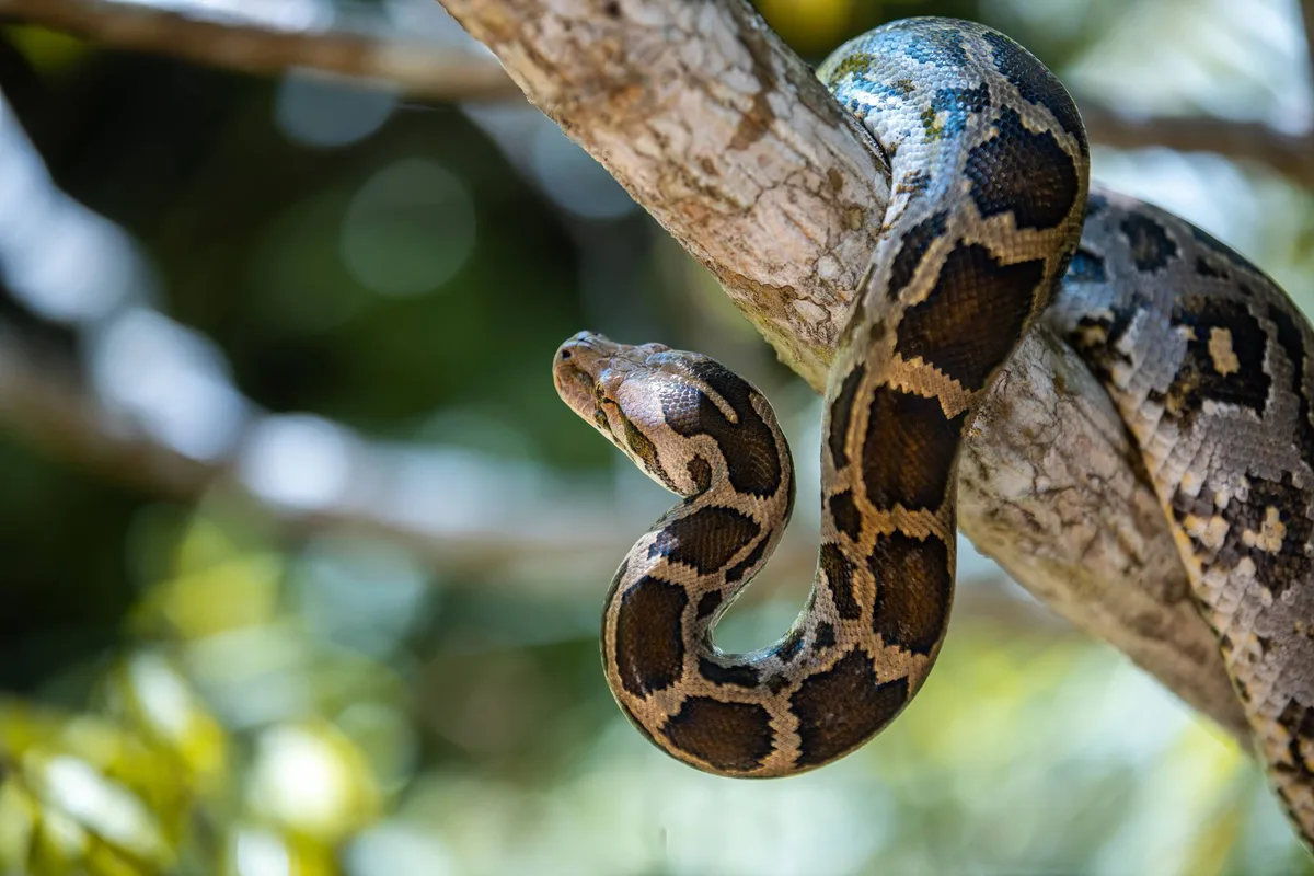 Snake on a branch