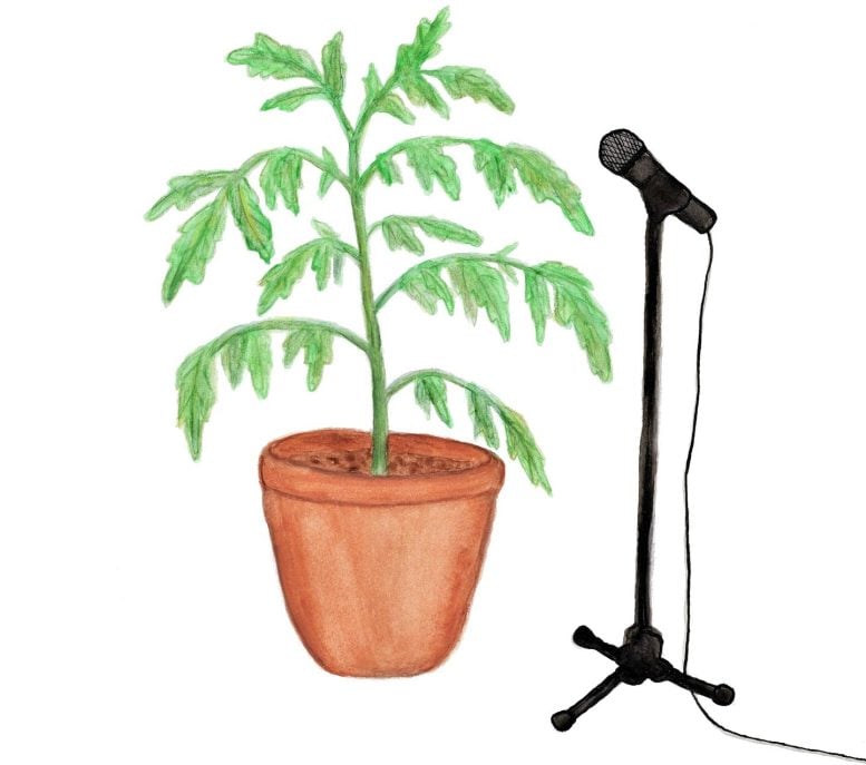 Dehydrated Tomato Plant Being Recorded