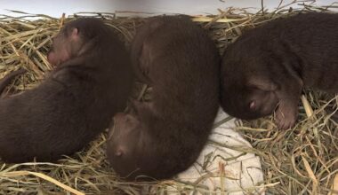 Three river otter pups born at Toronto Zoo