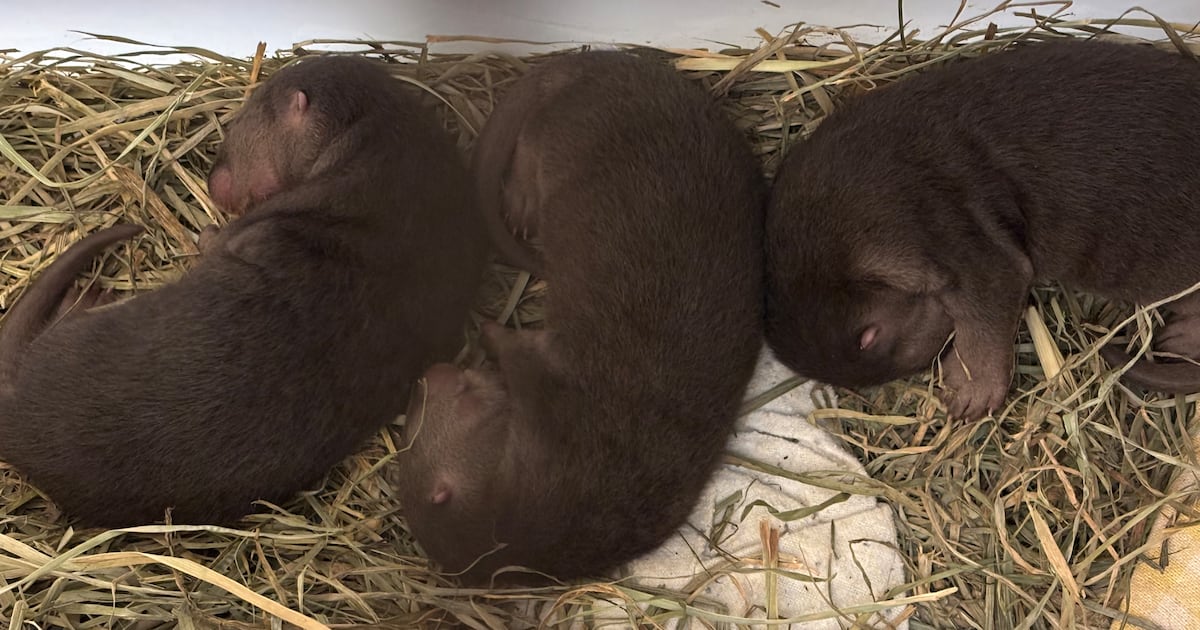 Three river otter pups born at Toronto Zoo
