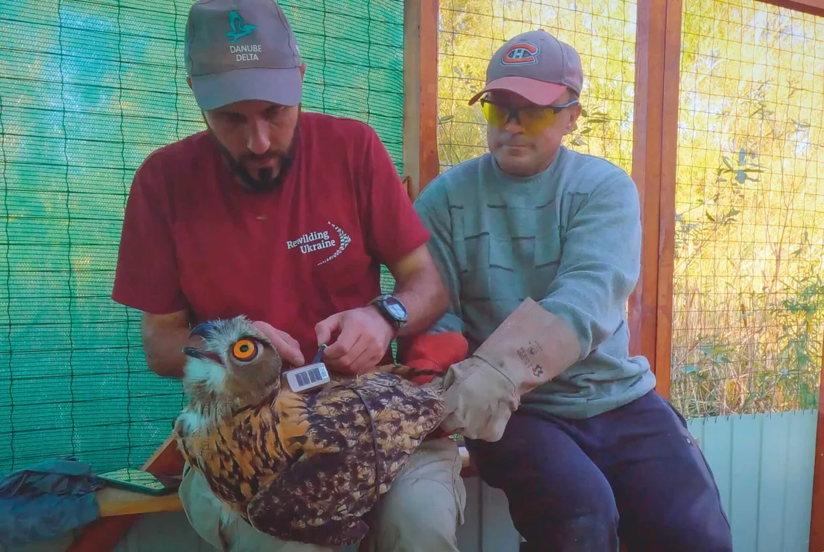 Eagle owl release