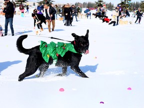 National Service Dogs' Easter Egg Hunt 2026