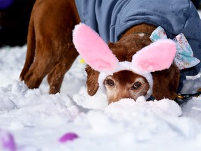 National Service Dogs' Easter Egg Hunt 2026