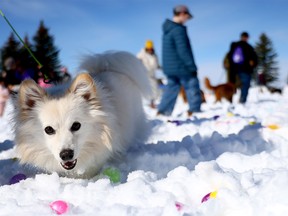National Service Dogs' Easter Egg Hunt 2026