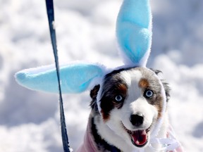 National Service Dogs' Easter Egg Hunt 2026