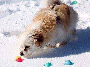 National Service Dogs' Easter Egg Hunt 2026