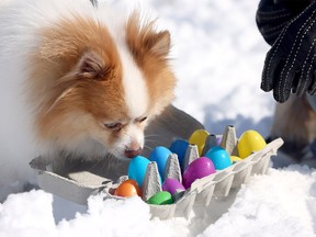National Service Dogs' Easter Egg Hunt 2026