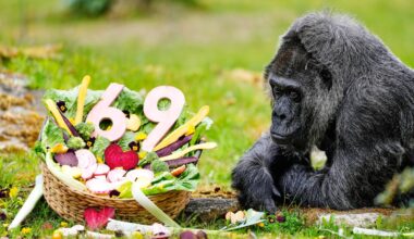 Fatou, world’s oldest gorilla living in captivity, celebrates her 69th birthday