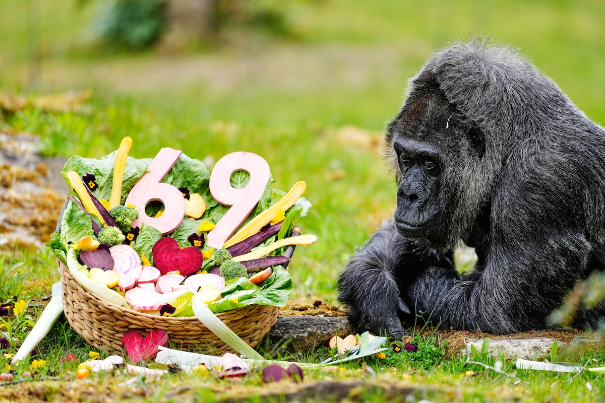 Fatou, world’s oldest gorilla living in captivity, celebrates her 69th birthday