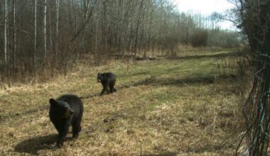 Did you know Elk Island National Park has black bears?