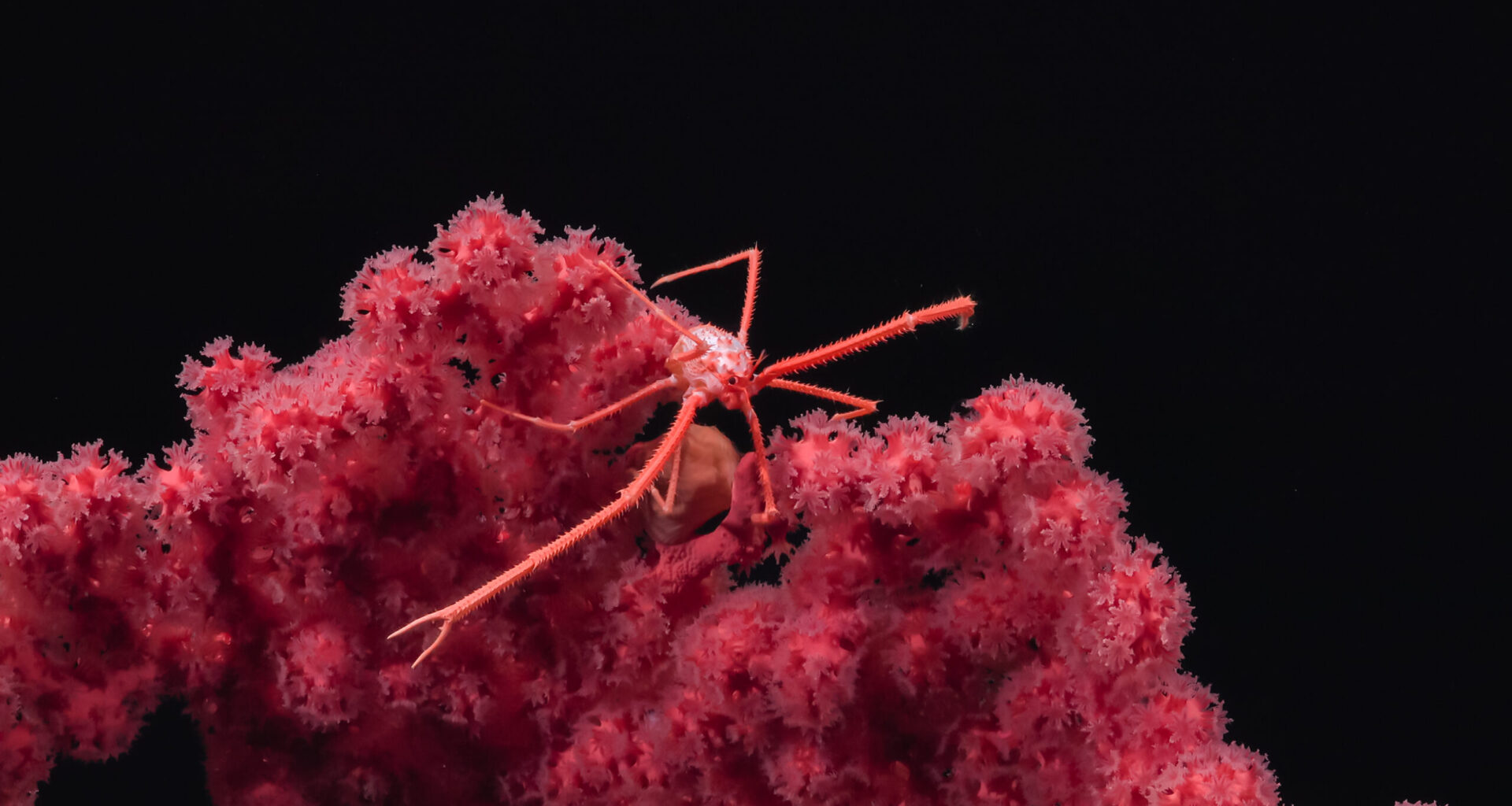 Deep-sea wildernesses are more important than the promise of seafloor mining (analysis)