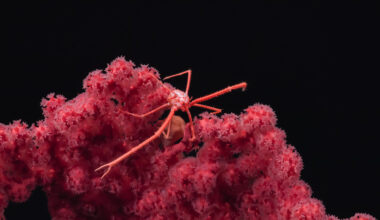 Deep-sea wildernesses are more important than the promise of seafloor mining (analysis)