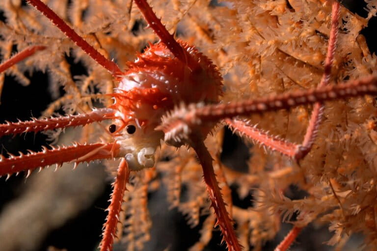 A squat lobster documented in coral at a depth of 669 meters on a seamount. An international group of scientists aboard a Schmidt Ocean Institute expedition earlier this year believe they discovered more than 100 new species living on seamounts off the coast of Chile, including deep-sea corals, glass sponges, sea urchins, amphipods and squat lobsters. Credit: ROV SuBastian / Schmidt Ocean Institute
