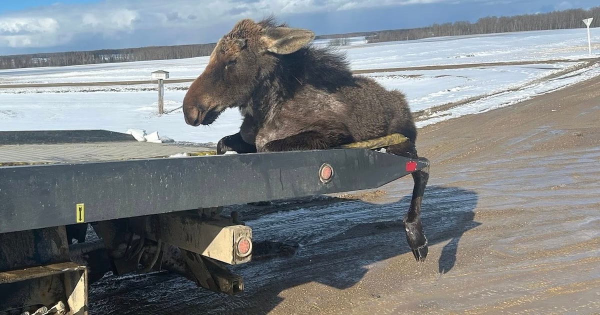 Saskatchewan towing company rescues moose from ice - CTV News