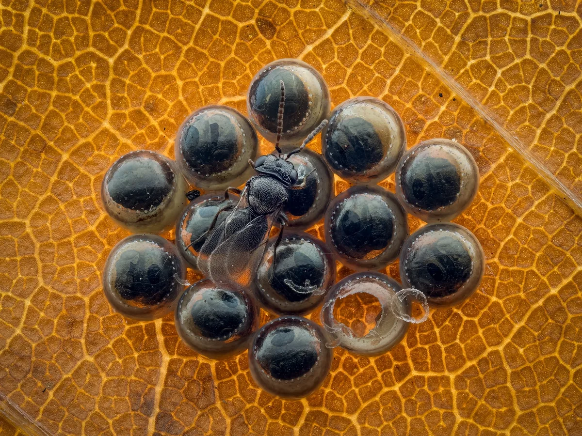 Parasite by Jacek Hensoldt