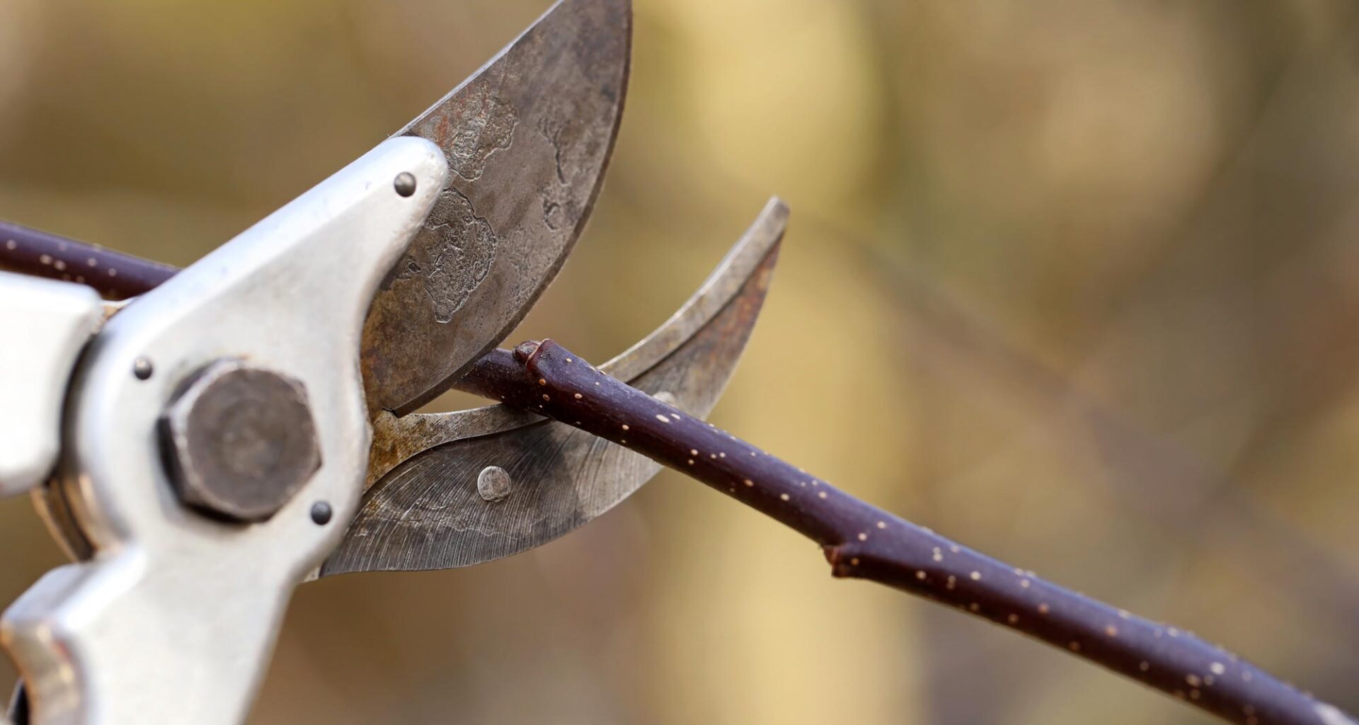 Gardening Cutting Tree Branch