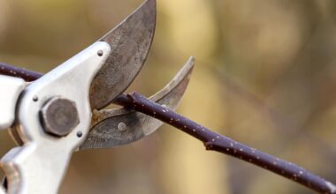 Gardening Cutting Tree Branch