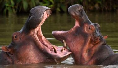 Dozens of ‘cocaine hippos’ tied to drug lord Pablo Escobar to be culled - National