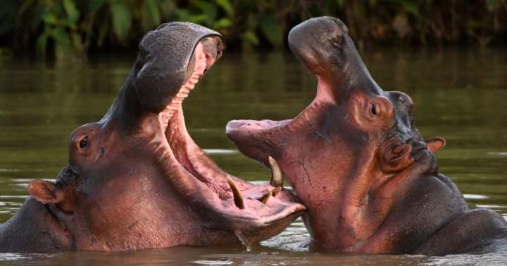 Dozens of ‘cocaine hippos’ tied to drug lord Pablo Escobar to be culled - National