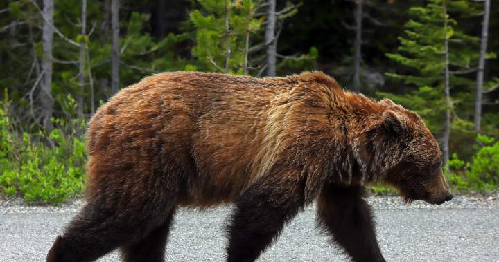 Reopen grizzly bear hunt, policy reform to curb encounters urged by Rural Municipalities of Alberta