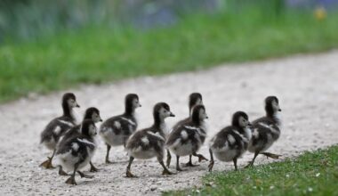 Everything we like is a psyop