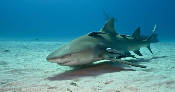 Cocaine, caffeine found in sharks in the Bahamas, study says - National