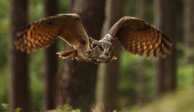Eurasian eagle owl