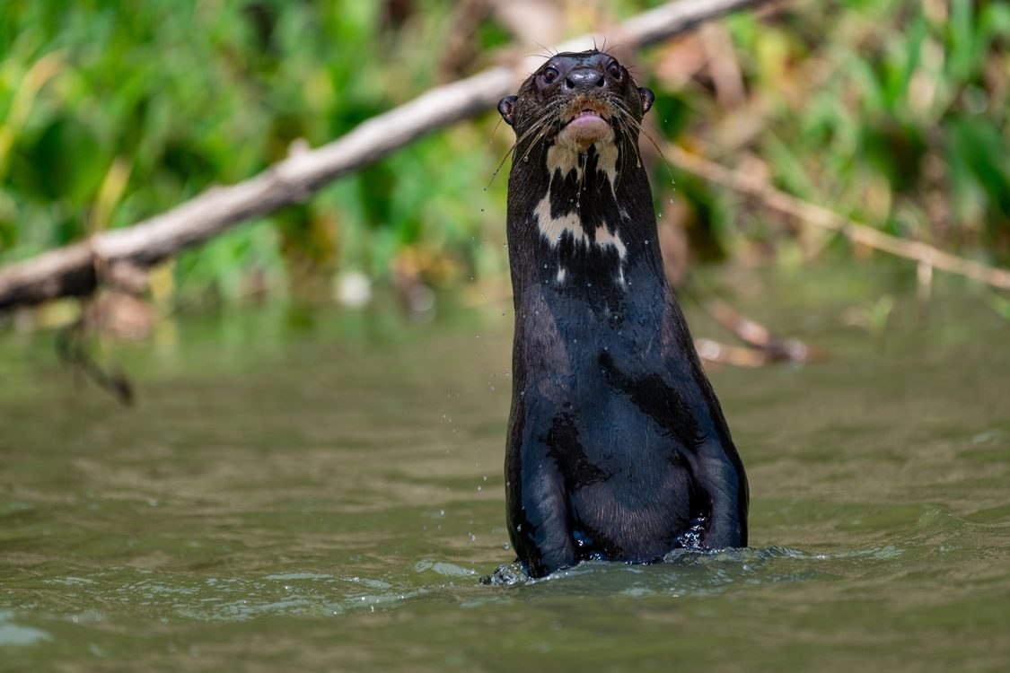 UN Summit Sees Giant Otter and 39 Other Migratory Species Gain Cross-Border Protections