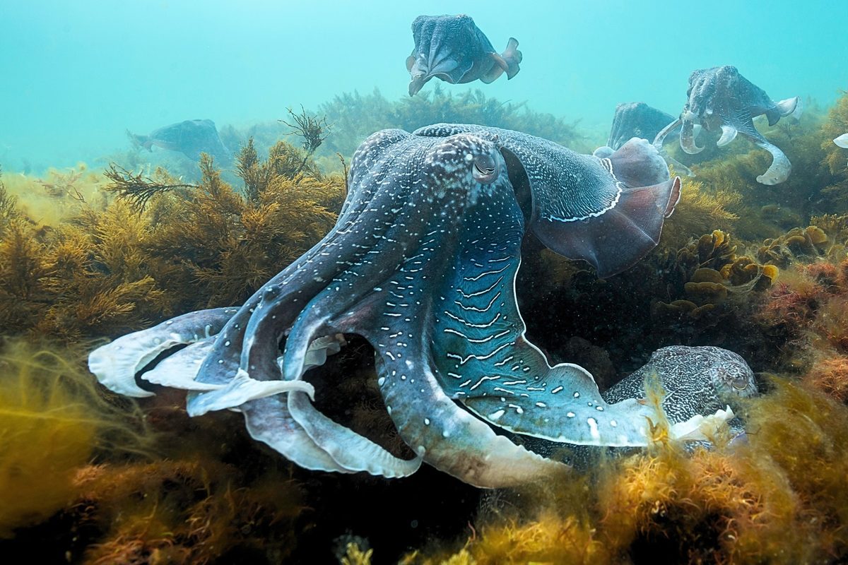 Giant cuttlefish at Point Lowly in South Australia