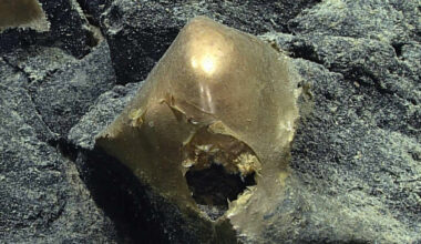 Mysterious Golden Orb at The Bottom of The Ocean Finally Identified : ScienceAlert