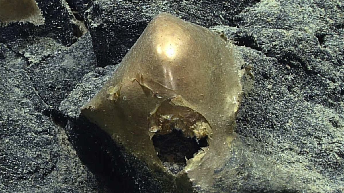 Mysterious Golden Orb at The Bottom of The Ocean Finally Identified : ScienceAlert