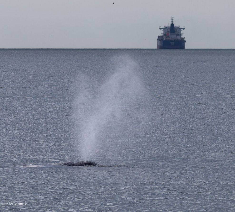 Grey whale