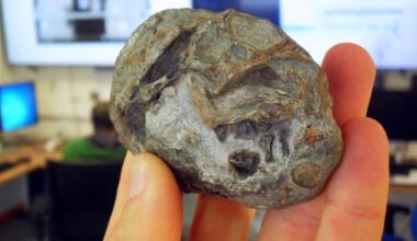 An ovular shape fossil is held in someone's hand.