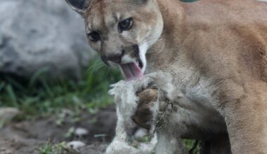 Cougar blamed for killing 3 sheep and an emu on Vancouver Island - CTV News