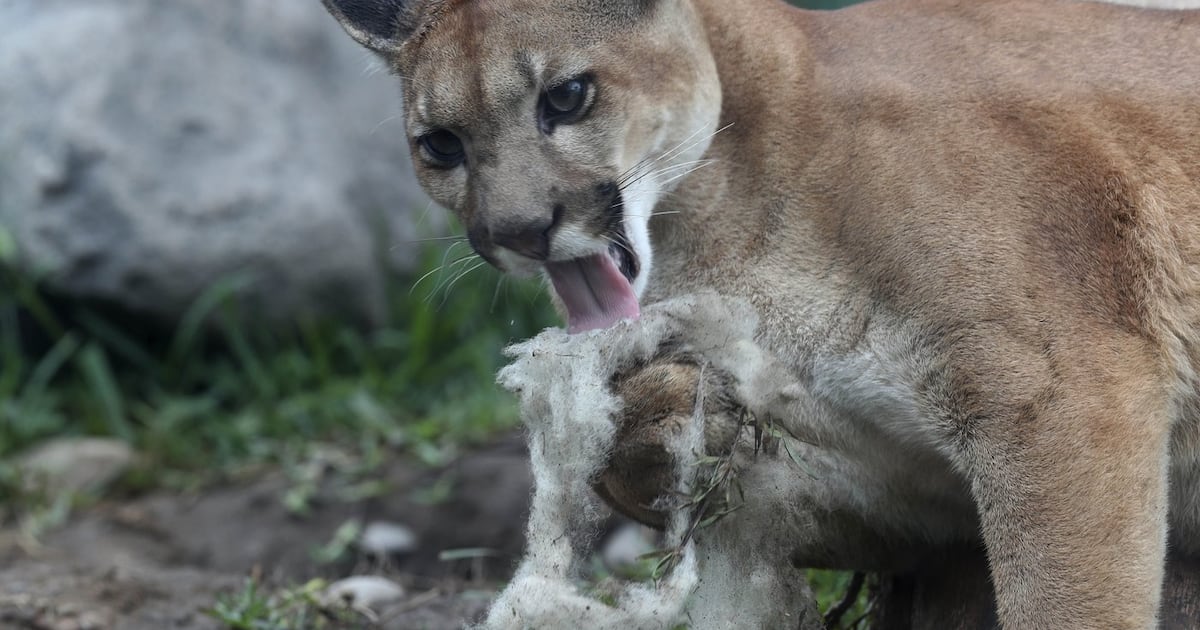 Cougar blamed for killing 3 sheep and an emu on Vancouver Island - CTV News
