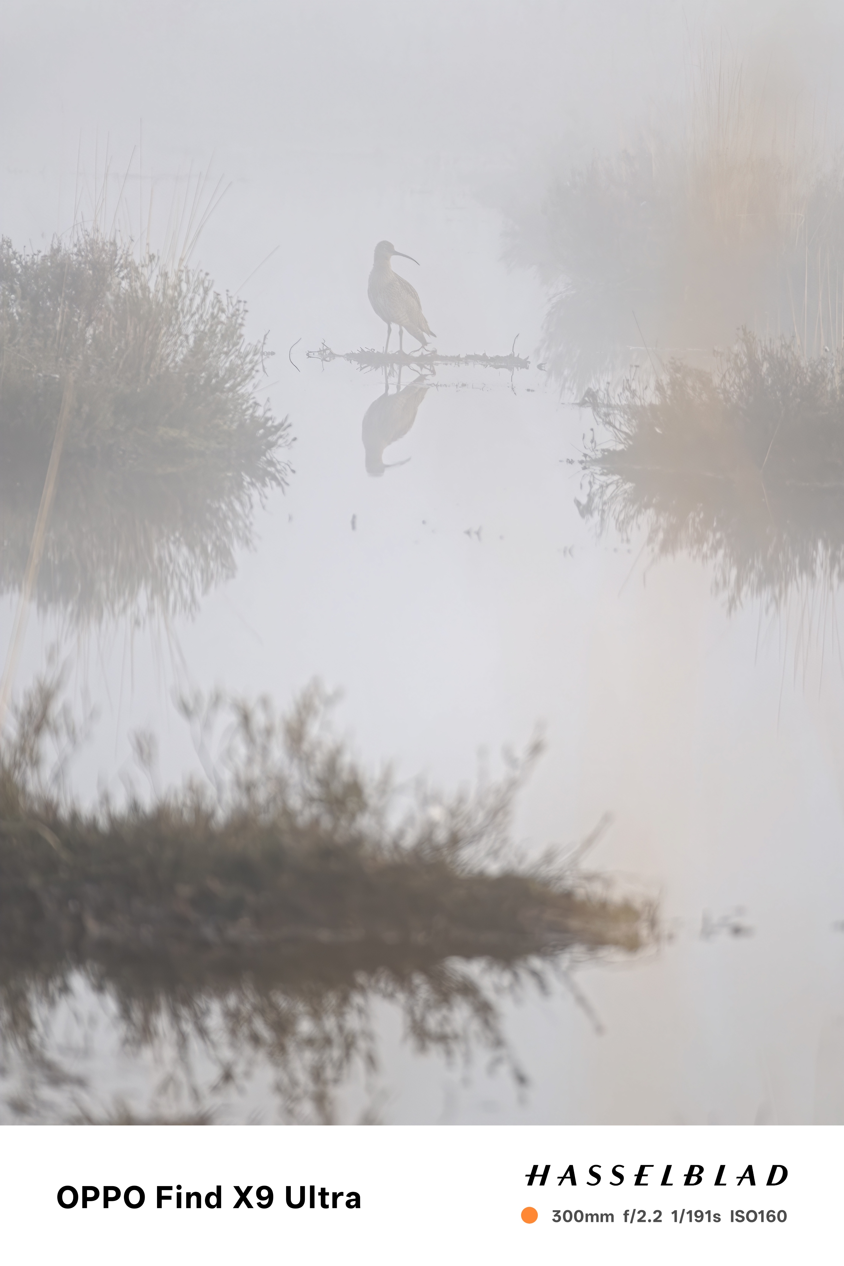 A bird standing on a small patch of land, reflected in still water